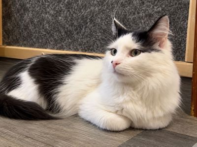 Молодий котик підліток Ларік шукає дім