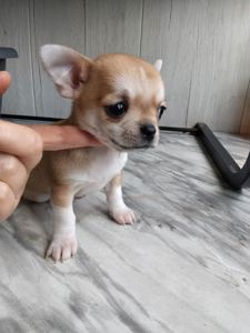 Мини щенок чихуахуа