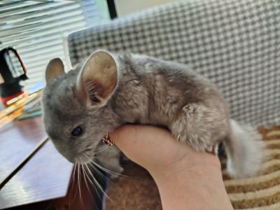 Шиншилла