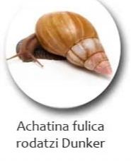 Равлики Ахатина