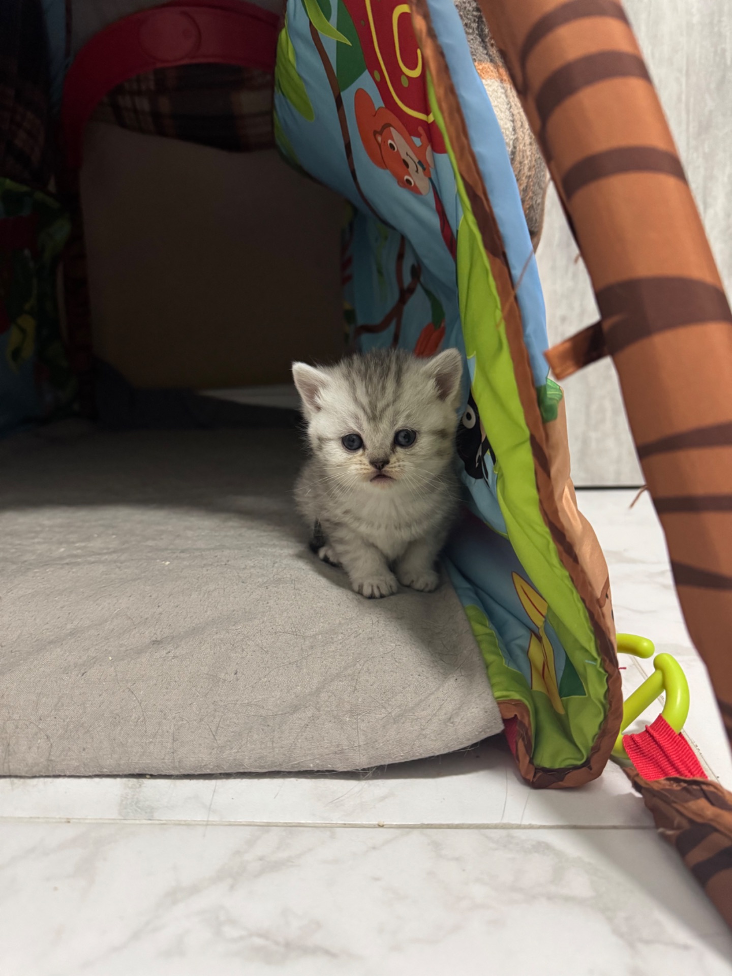 Шотландські кошенята