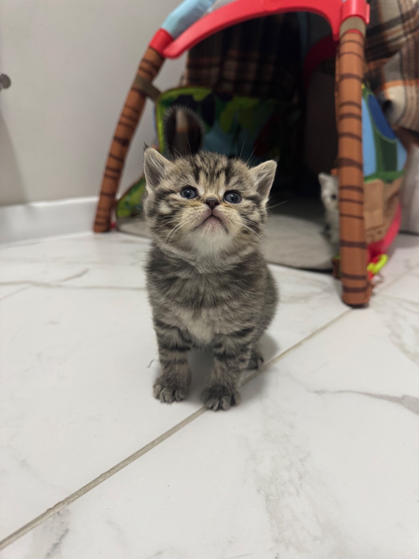 Шотландські кошенята