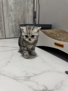 Шотландські кошенята
