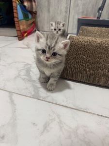Шотландські кошенята