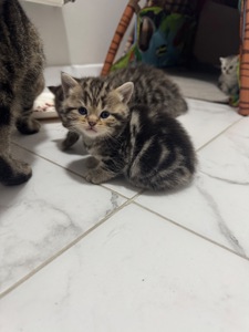 Шотландські кошенята