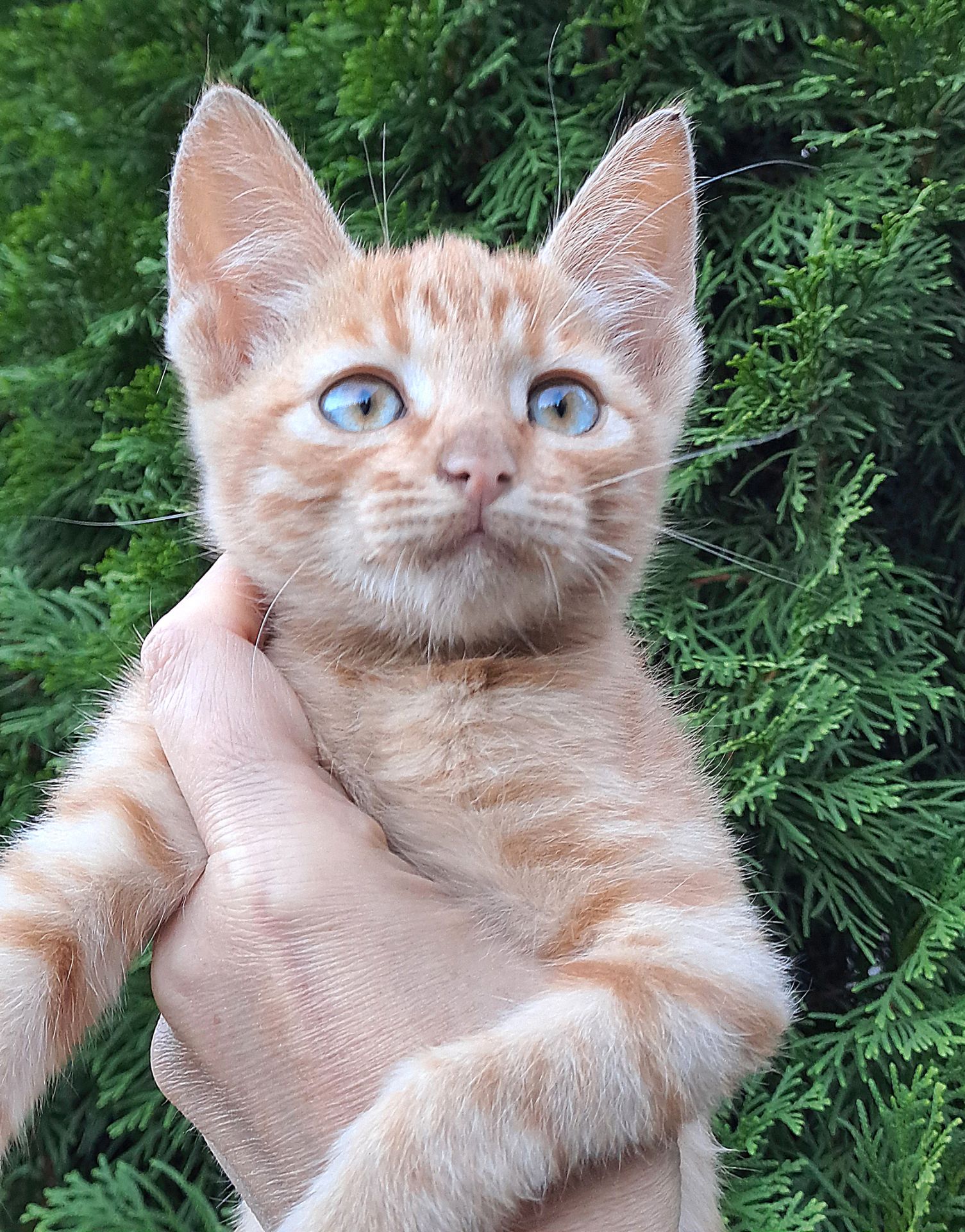 Красивый рыжий котенок