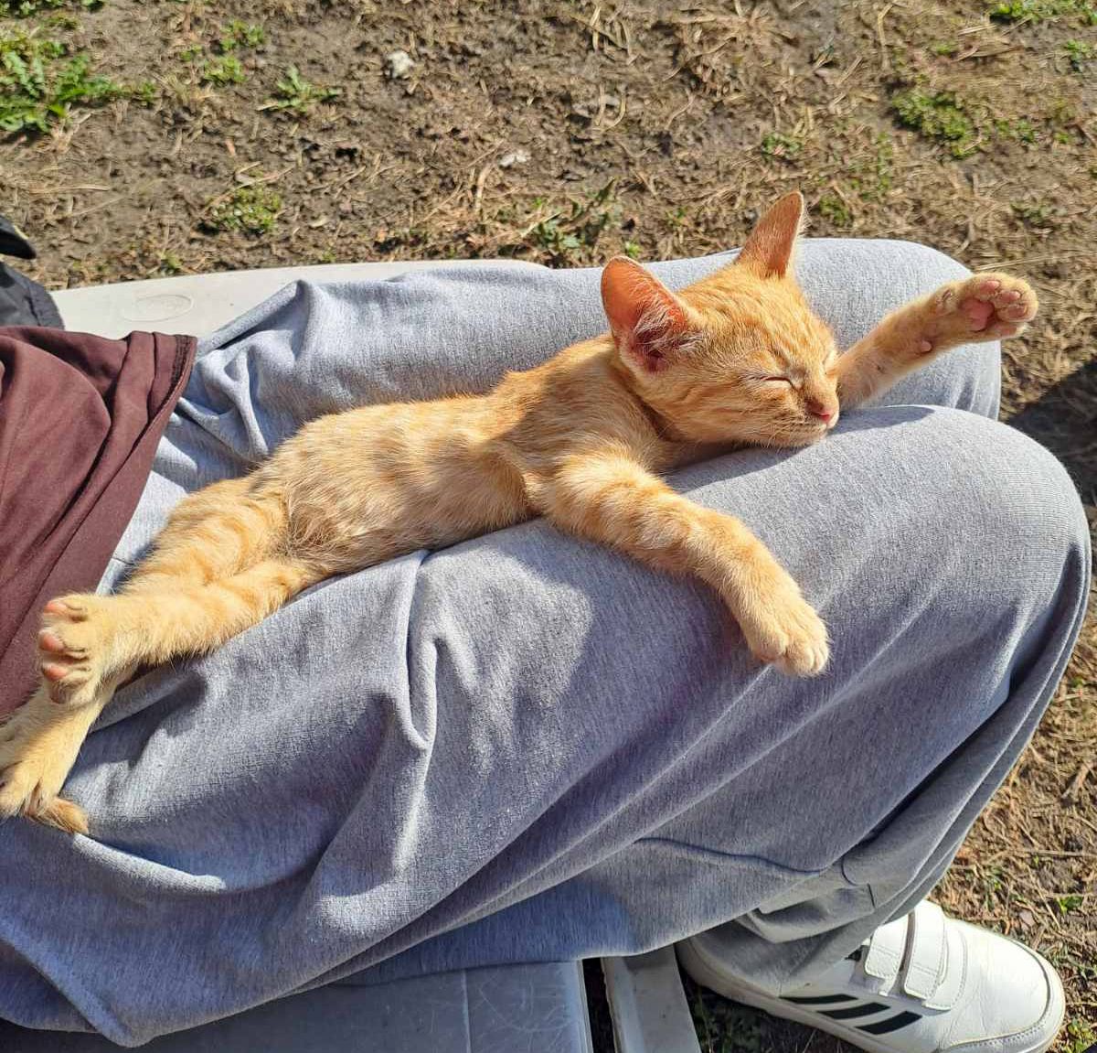 Красивый рыжий котенок