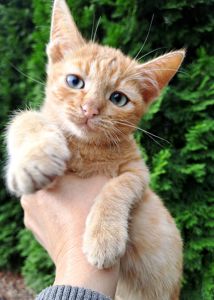 Красивый рыжий котенок