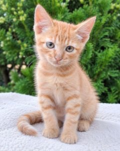 Красивый рыжий котенок
