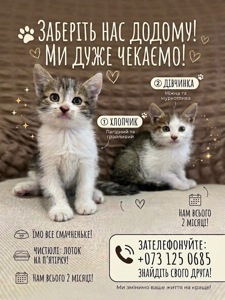 Терміново в добрі руки котиків 🥺