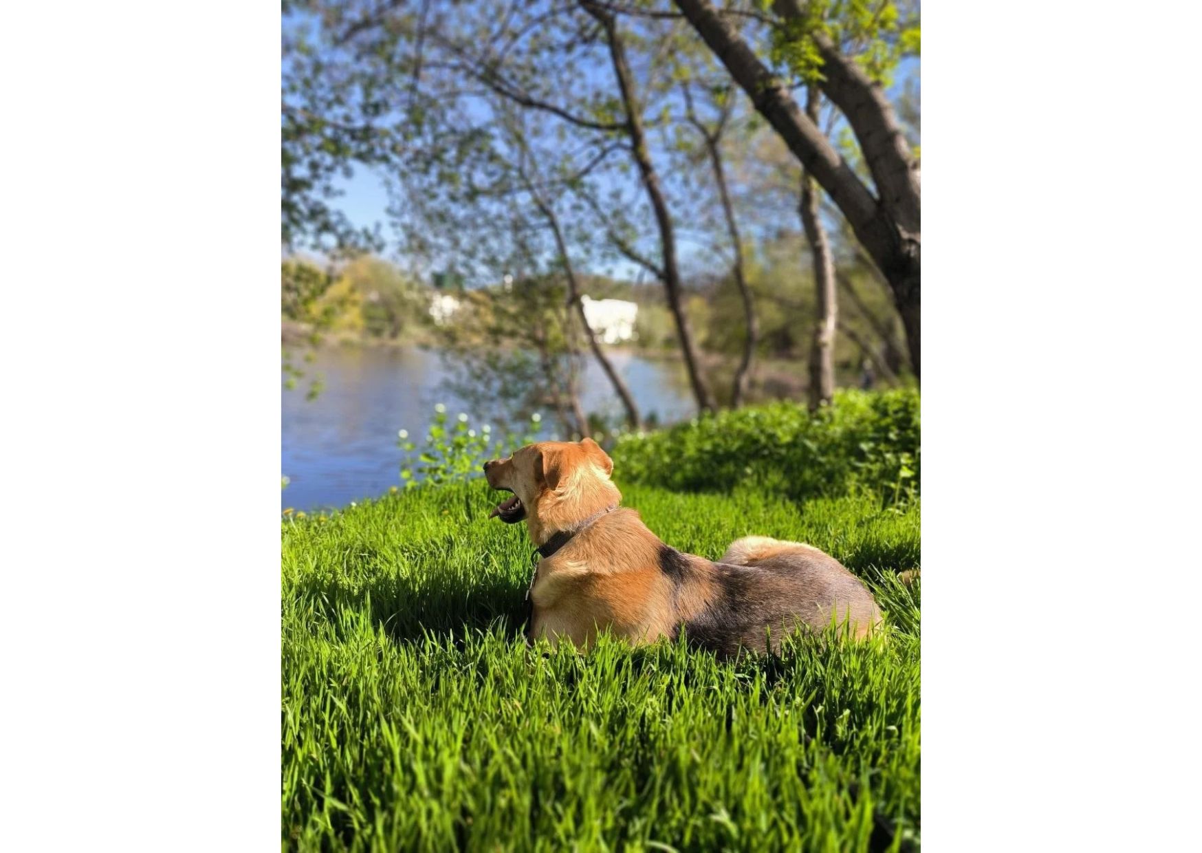 Найвідданіший хлопчик шукає своїх людей 🧡