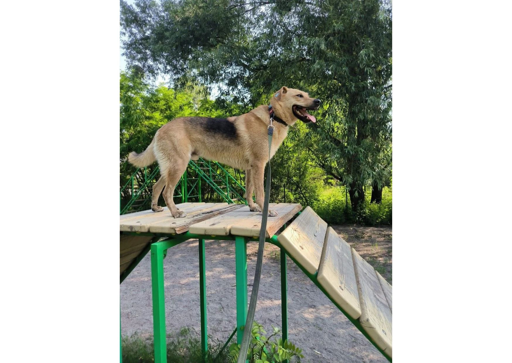 Найвідданіший хлопчик шукає своїх людей 🧡
