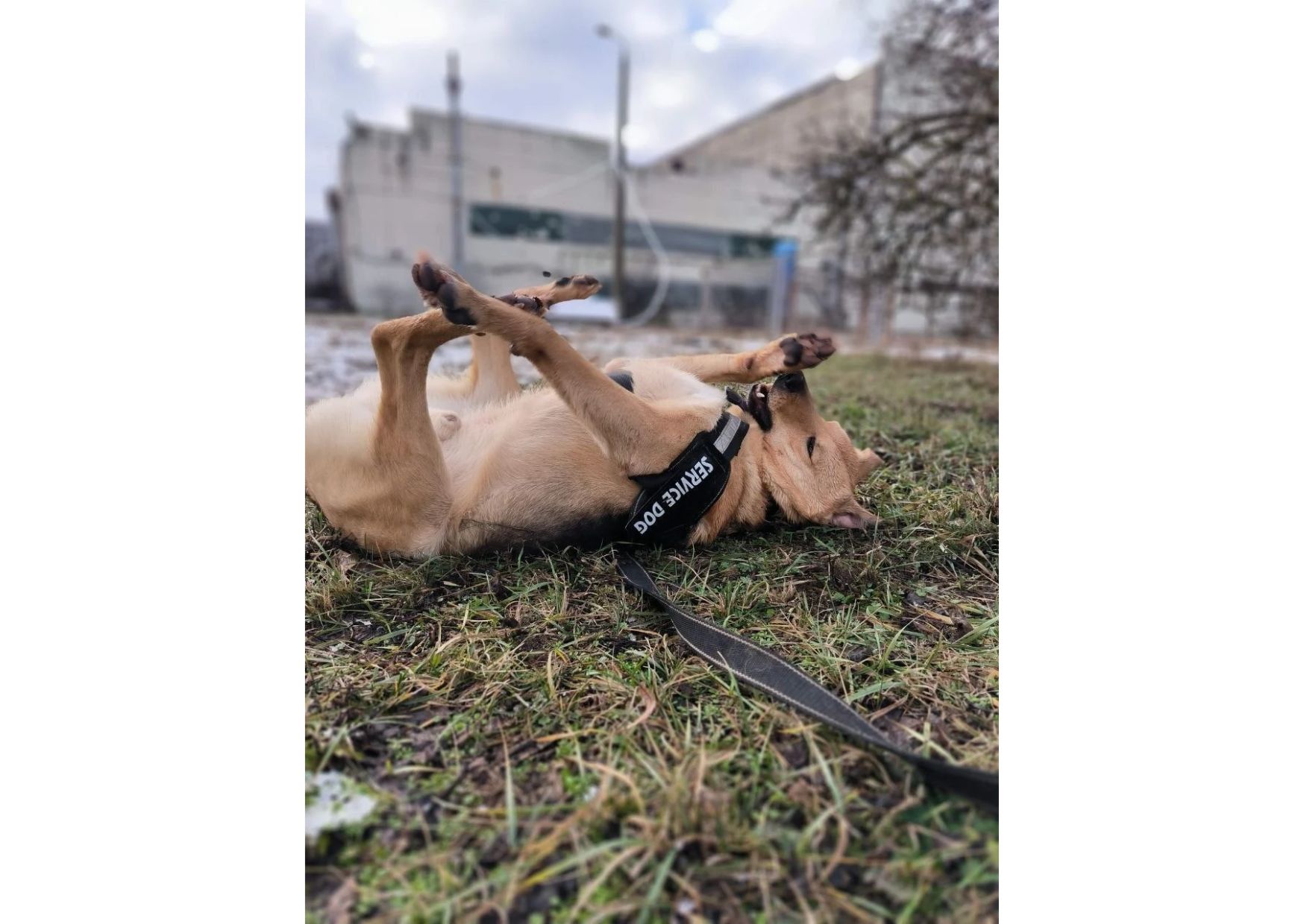 Найвідданіший хлопчик шукає своїх людей 🧡