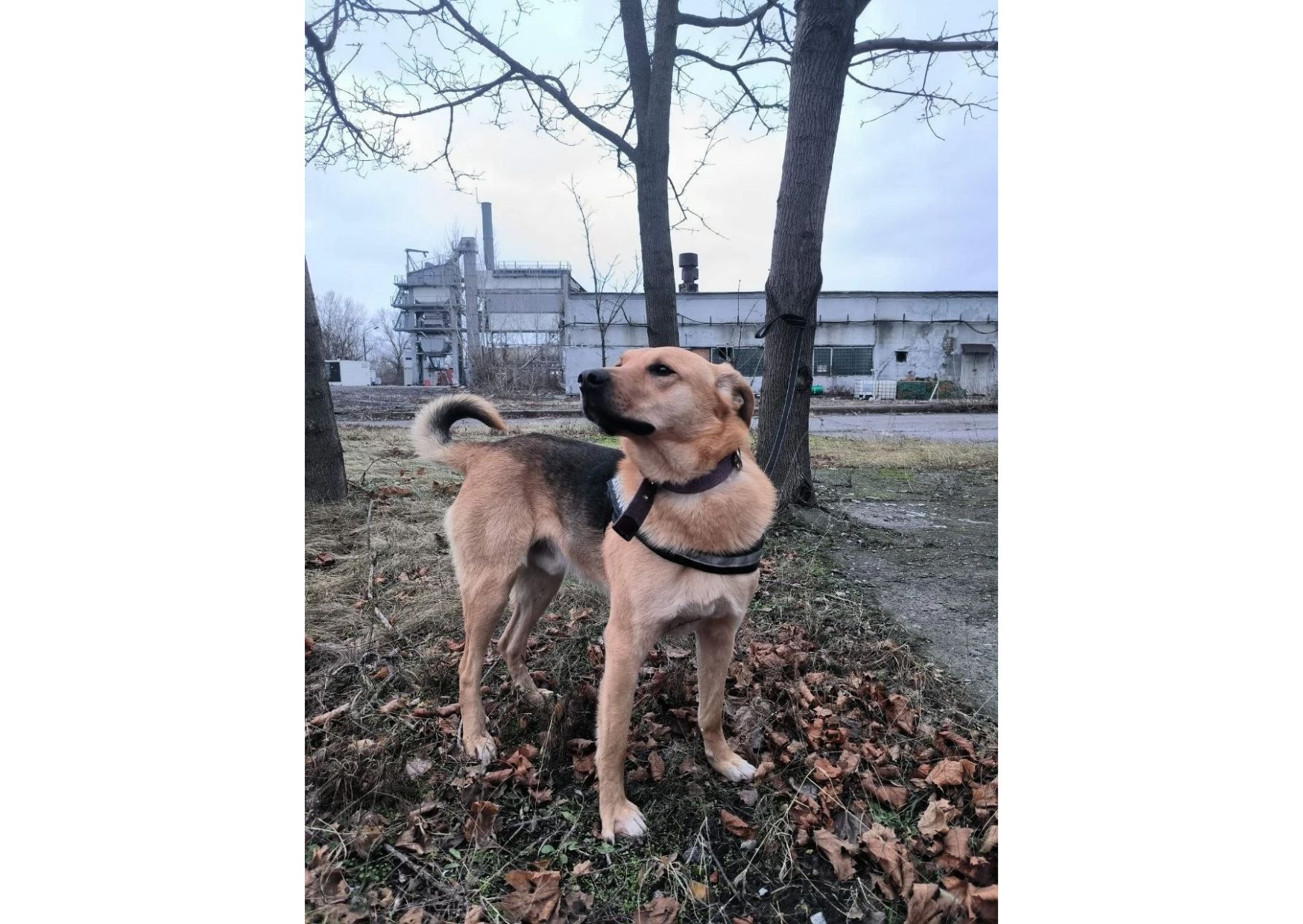 Найвідданіший хлопчик шукає своїх людей 🧡