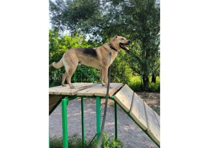 Найвідданіший хлопчик шукає своїх людей 🧡