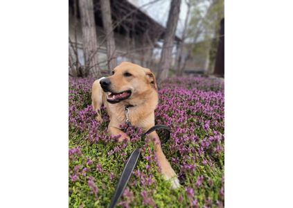 Найвідданіший хлопчик шукає своїх людей 🧡