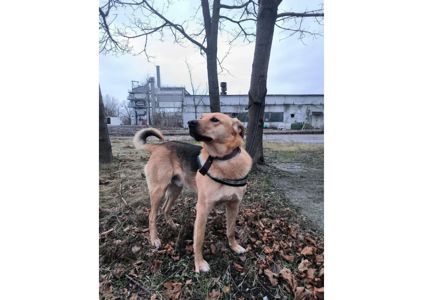 Найвідданіший хлопчик шукає своїх людей 🧡