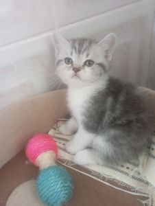Милі шотландські мраморні Кошенята