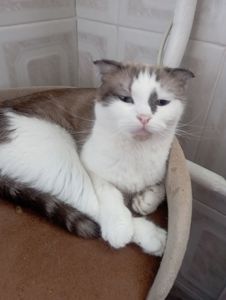 Милі шотландські мраморні Кошенята