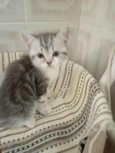 Милі шотландські мраморні Кошенята