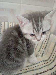 Милі шотландські мраморні Кошенята