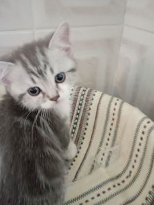 Милі шотландські мраморні Кошенята