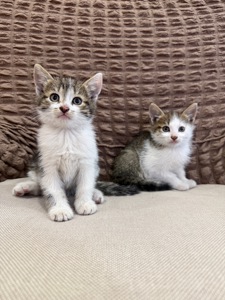 Терміново в добрі руки котиків 🥺