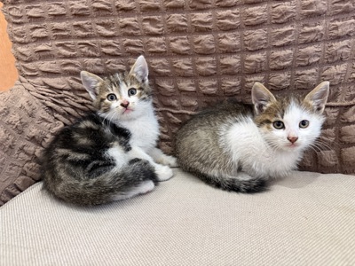 Терміново в добрі руки котиків 🥺