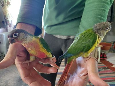 Продам ручних піррур