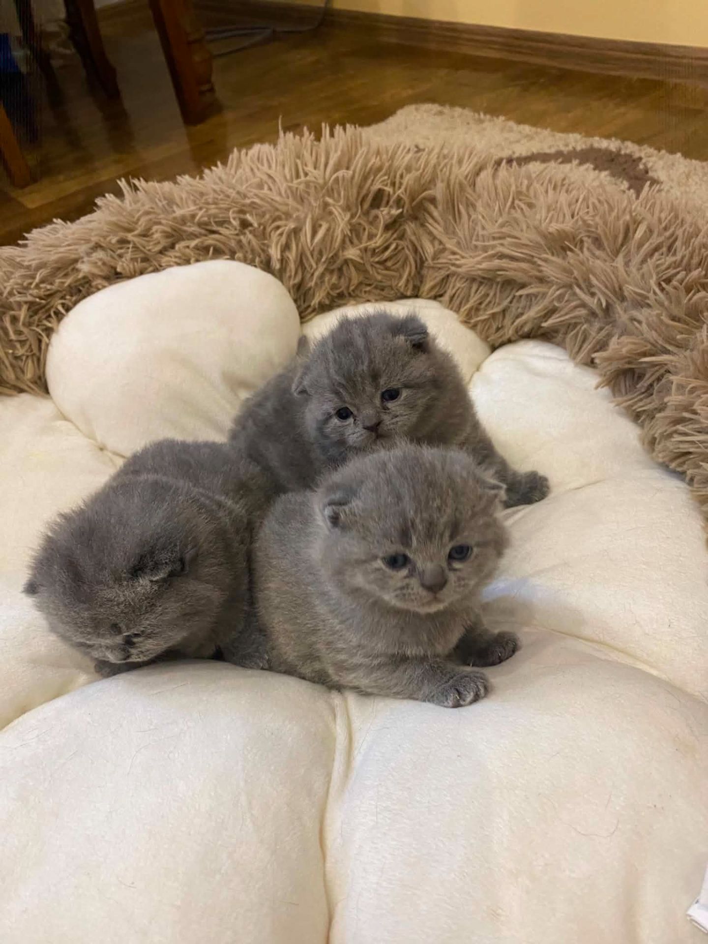 Чистокровні шотландські кошенята (скоттиш-фолд та скоттиш-стрейт)