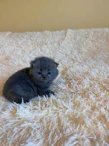 Чистокровні шотландські кошенята (скоттиш-фолд та скоттиш-стрейт)