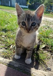 Безкоштовно в добрі руки кошеня хлопчик