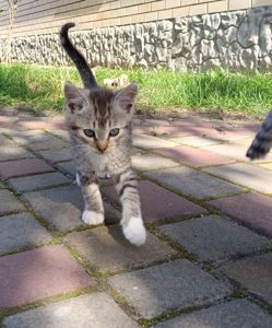 Безкоштовно в добрі руки кошеня хлопчик