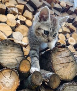 Безкоштовно в добрі руки кошеня хлопчик