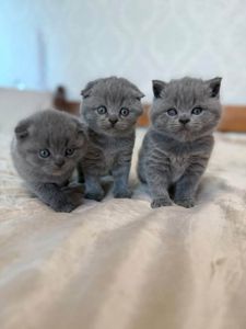 Чистокровні шотландські кошенята (скоттиш-фолд та скоттиш-стрейт)