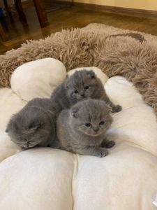 Чистокровні шотландські кошенята (скоттиш-фолд та скоттиш-стрейт)
