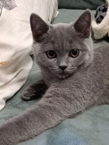 Шотландський прямоухий котик