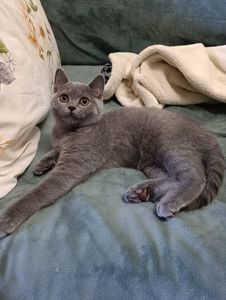 Шотландський прямоухий котик