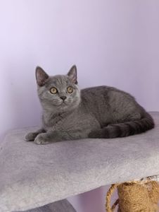 Шотландський прямоухий котик