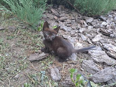 Красивая черная кошечка с зелеными глазами