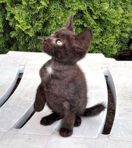 Красивая черная кошечка с зелеными глазами