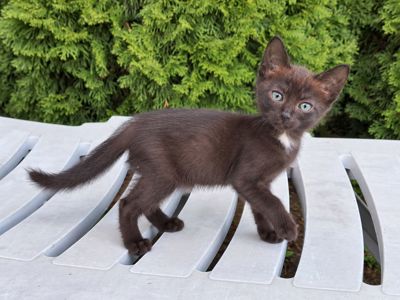 Красивая черная кошечка с зелеными глазами