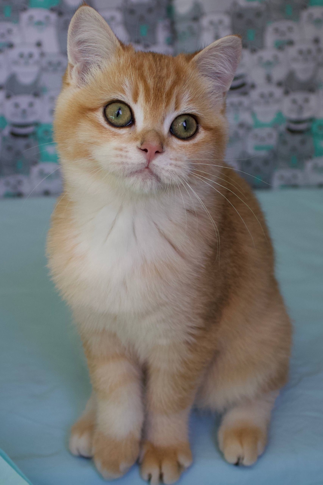 Котенок Британськой шиншили