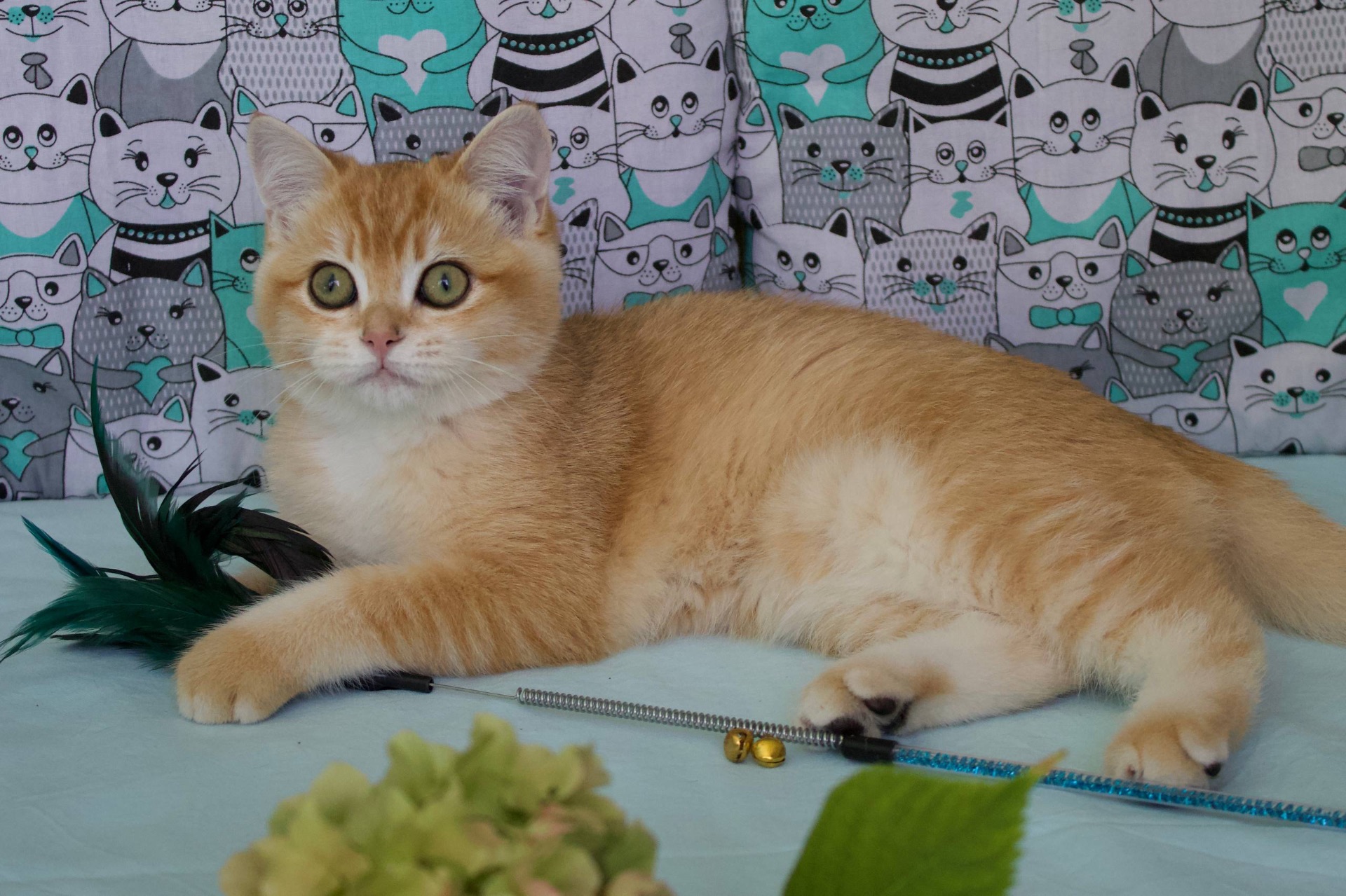 Котенок Британськой шиншили