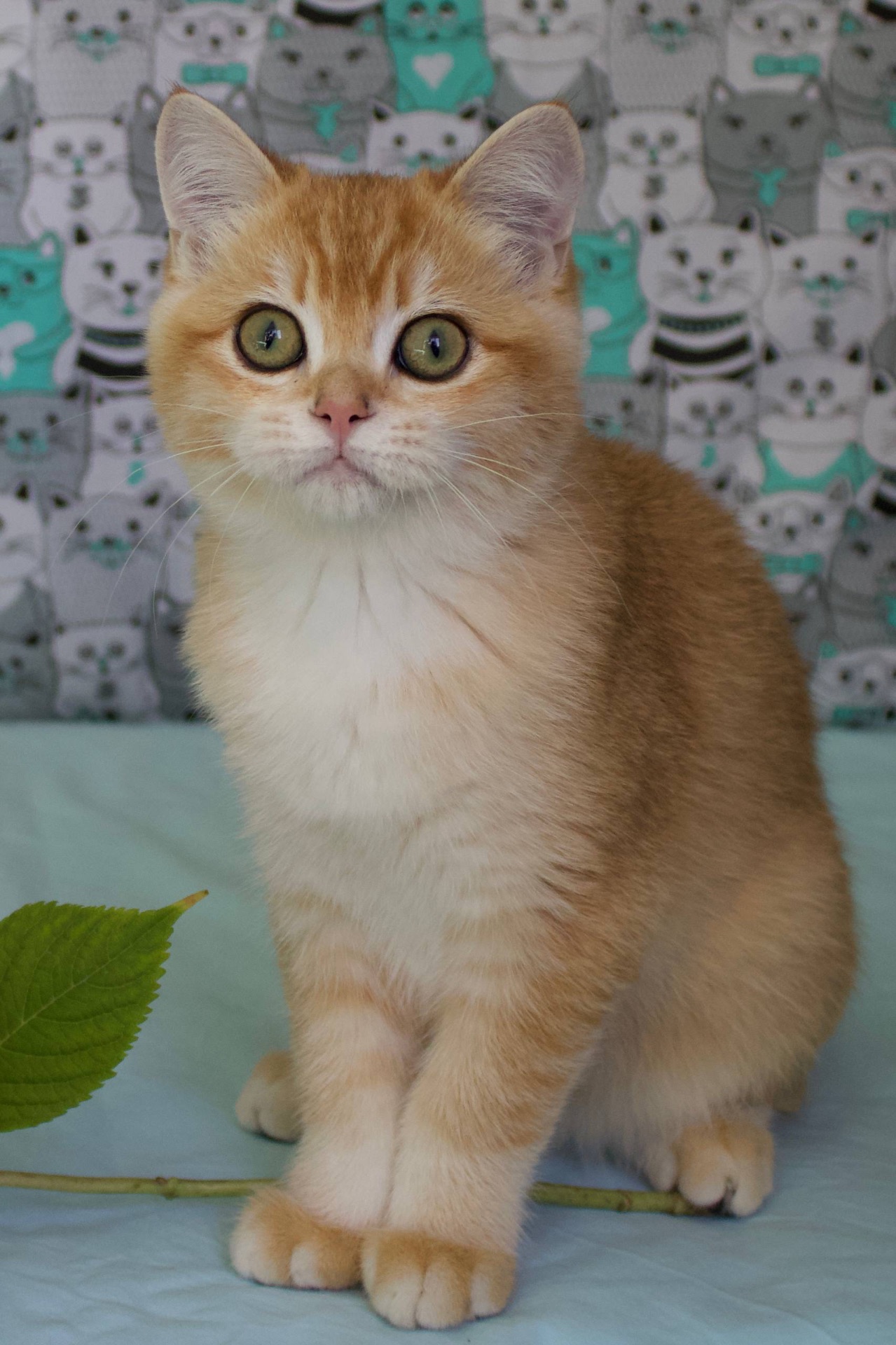 Котенок Британськой шиншили