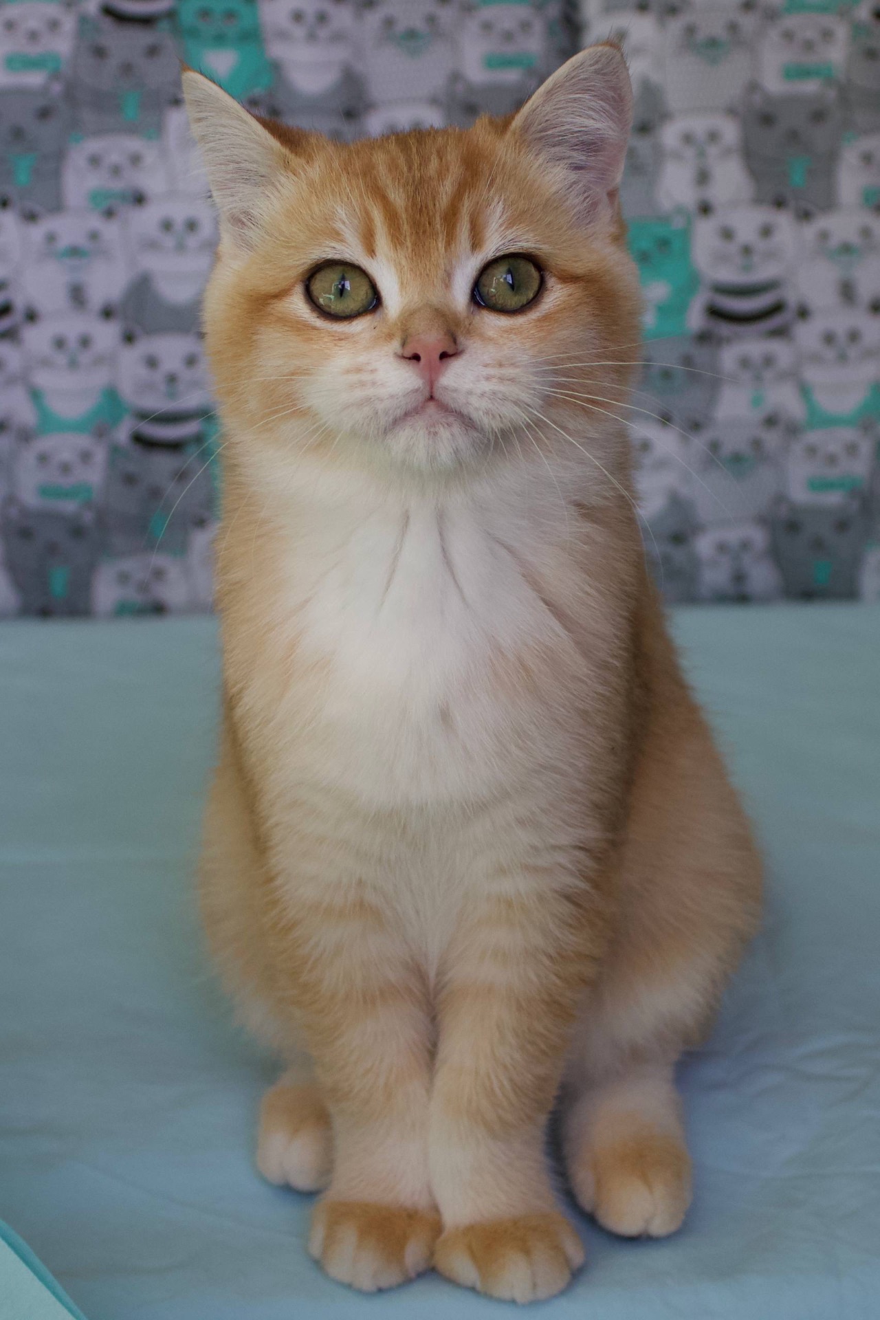 Котенок Британськой шиншили