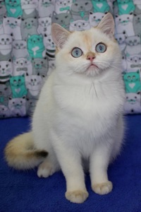 Британська Шиншила