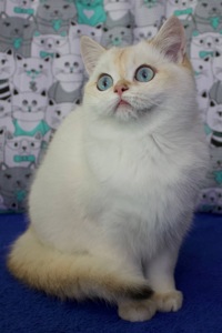 Британська Шиншила