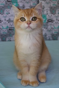 Котенок Британськой шиншили