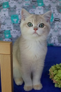 Кошеня Британськой Шиншили